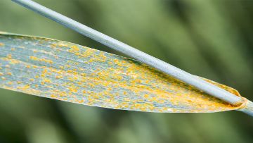 alertes risques maladies du blé